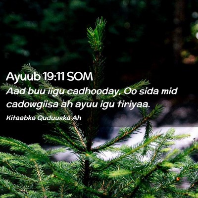 Picture 02 - Ayuub 19:11 SOM - Aad buu iigu cadhooday, Oo sida mid cadowgiisa ah - Bible Verse Picture