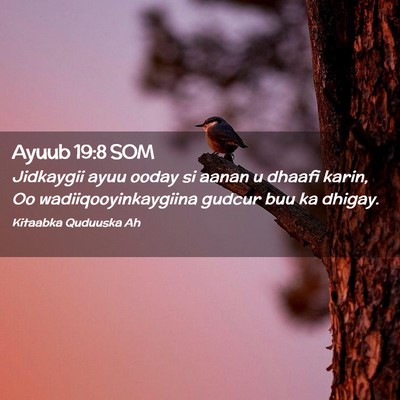 Picture 02 - Ayuub 19:8 SOM - Jidkaygii ayuu ooday si aanan u dhaafi karin, Oo - Bible Verse Picture