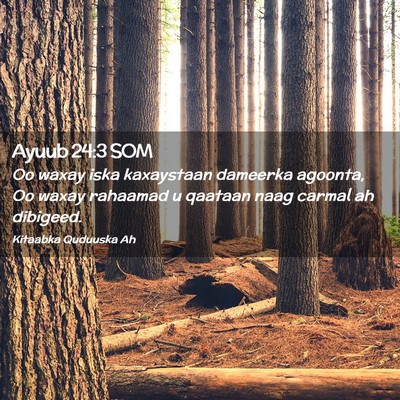 Picture 02 - Ayuub 24:3 SOM - Oo waxay iska kaxaystaan dameerka agoonta, Oo - Bible Verse Picture