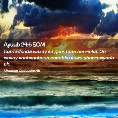 Picture 02 - Ayuub 24:6 SOM - Cuntadooda waxay ka goostaan berrinka, Oo waxay - Bible Verse Picture