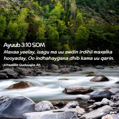 Picture 02 - Ayuub 3:10 SOM - Maxaa yeelay, isagu ma uu awdin irdihii maxalka - Bible Verse Picture