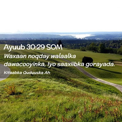 Picture 02 - Ayuub 30:29 SOM - Waxaan noqday walaalka dawacooyinka, Iyo - Bible Verse Picture