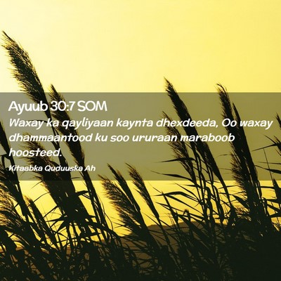 Picture 02 - Ayuub 30:7 SOM - Waxay ka qayliyaan kaynta dhexdeeda, Oo waxay - Bible Verse Picture
