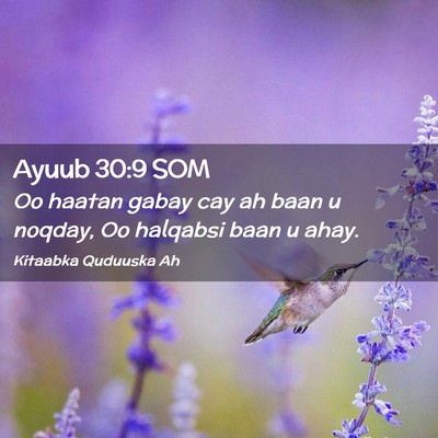 Picture 02 - Ayuub 30:9 SOM - Oo haatan gabay cay ah baan u noqday, Oo halqabsi - Bible Verse Picture