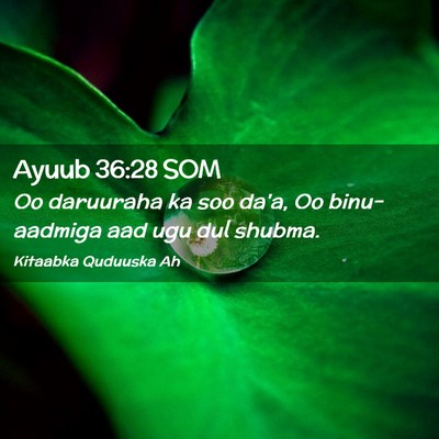 Picture 02 - Ayuub 36:28 SOM - Oo daruuraha ka soo da'a, Oo binu-aadmiga aad ugu - Bible Verse Picture