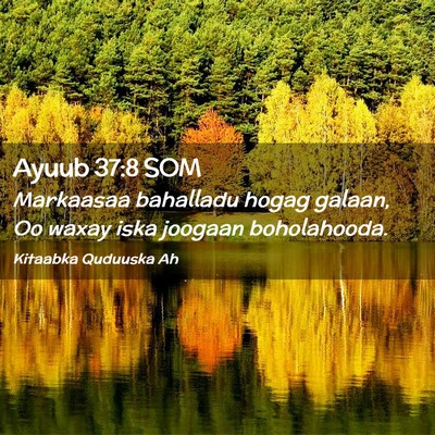Picture 02 - Ayuub 37:8 SOM - Markaasaa bahalladu hogag galaan, Oo waxay iska - Bible Verse Picture