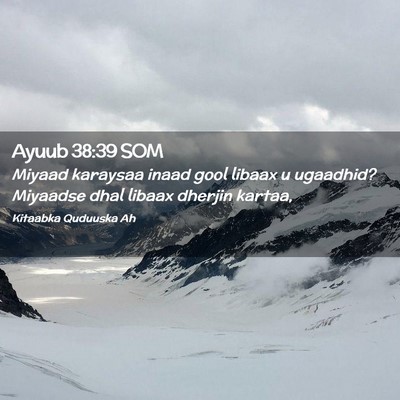 Picture 02 - Ayuub 38:39 SOM - Miyaad karaysaa inaad gool libaax u ugaadhid? - Bible Verse Picture