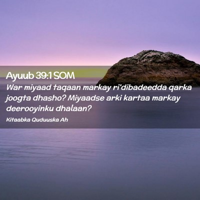 Picture 02 - Ayuub 39:1 SOM - War miyaad taqaan markay ri'dibadeedda qarka - Bible Verse Picture