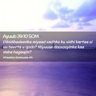 Picture 02 - Ayuub 39:10 SOM - Dibidibadeedka miyaad xadhko ku xidhi kartaa si - Bible Verse Picture