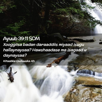 Picture 02 - Ayuub 39:11 SOM - Xooggiisa badan daraaddiis miyaad isugu - Bible Verse Picture