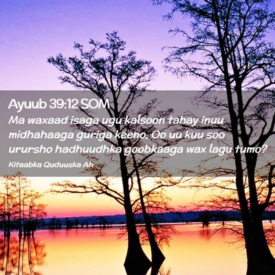 Picture 02 - Ayuub 39:12 SOM - Ma waxaad isaga ugu kalsoon tahay inuu midhahaaga - Bible Verse Picture