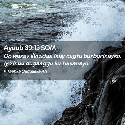 Picture 02 - Ayuub 39:15 SOM - Oo waxay illowdaa inay cagtu burburinayso, Iyo - Bible Verse Picture