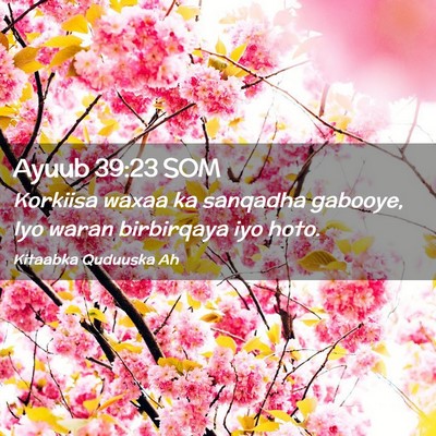 Picture 02 - Ayuub 39:23 SOM - Korkiisa waxaa ka sanqadha gabooye, Iyo waran - Bible Verse Picture