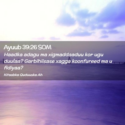 Picture 02 - Ayuub 39:26 SOM - Haadka adagu ma xigmaddaaduu kor ugu duulaa? - Bible Verse Picture