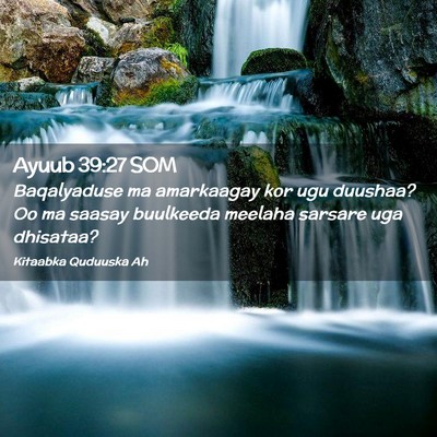 Picture 02 - Ayuub 39:27 SOM - Baqalyaduse ma amarkaagay kor ugu duushaa? Oo ma - Bible Verse Picture