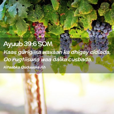 Picture 02 - Ayuub 39:6 SOM - Kaas gurigiisa waxaan ka dhigay cidlada, Oo - Bible Verse Picture