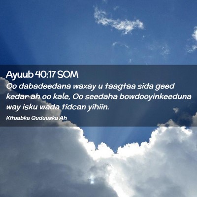 Picture 02 - Ayuub 40:17 SOM - Oo dabadeedana waxay u taagtaa sida geed kedar ah - Bible Verse Picture