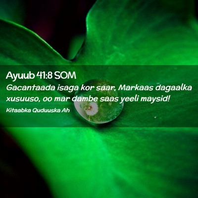 Picture 02 - Ayuub 41:8 SOM - Gacantaada isaga kor saar, Markaas dagaalka - Bible Verse Picture