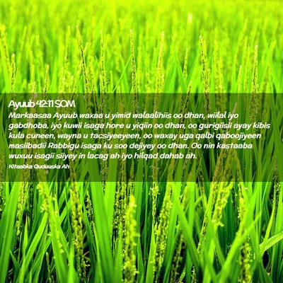 Picture 02 - Ayuub 42:11 SOM - Markaasaa Ayuub waxaa u yimid walaalihiis oo - Bible Verse Picture