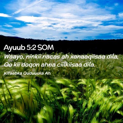 Picture 02 - Ayuub 5:2 SOM - Waayo, ninkii nacas ah xanaaqiisaa dila, Oo kii - Bible Verse Picture