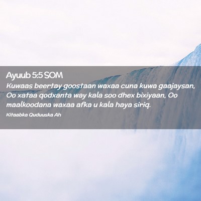 Picture 02 - Ayuub 5:5 SOM - Kuwaas beertay goostaan waxaa cuna kuwa - Bible Verse Picture