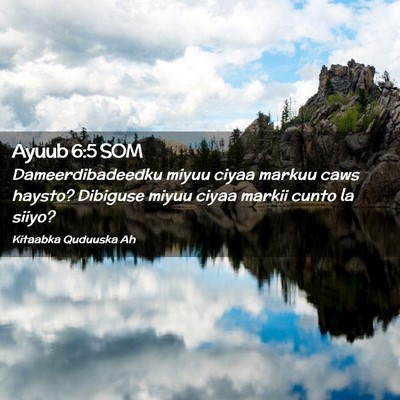 Picture 02 - Ayuub 6:5 SOM - Dameerdibadeedku miyuu ciyaa markuu caws haysto? - Bible Verse Picture