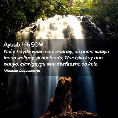 Picture 02 - Ayuub 7:16 SOM - Noloshayda waan nacsanahay, oo dooni maayo inaan - Bible Verse Picture