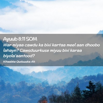 Picture 02 - Ayuub 8:11 SOM - War miyaa cawdu ka bixi kartaa meel aan dhoobo - Bible Verse Picture