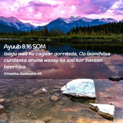 Picture 02 - Ayuub 8:16 SOM - Isagu waa ku cagaar qorraxda, Oo laamihiisa - Bible Verse Picture