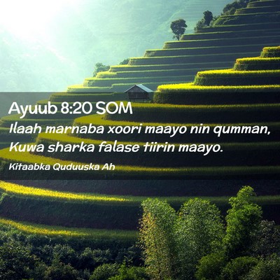 Picture 02 - Ayuub 8:20 SOM - Ilaah marnaba xoori maayo nin qumman, Kuwa sharka - Bible Verse Picture