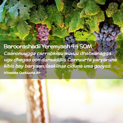 Picture 02 - Baroorashadii Yeremyaah 4:4 SOM - Caanonuugga carrabkiisu wuxuu dhabxanagga ugu - Bible Verse Picture