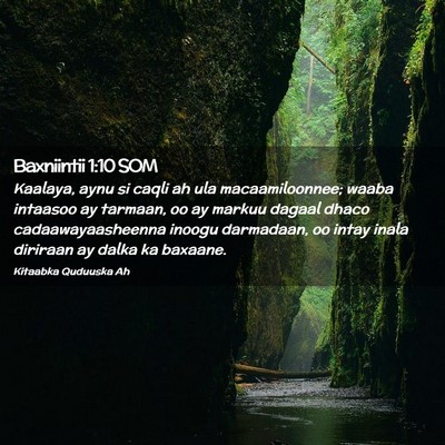 Picture 02 - Baxniintii 1:10 SOM - Kaalaya, aynu si caqli ah ula macaamiloonnee; - Bible Verse Picture