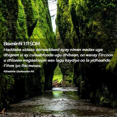 Picture 02 - Baxniintii 1:11 SOM - Haddaba sidaas daraaddeed ayay niman madax uga - Bible Verse Picture
