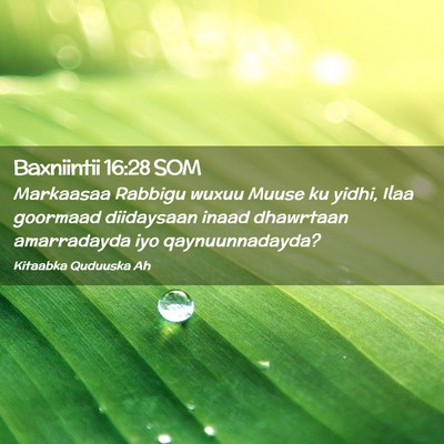 Picture 02 - Baxniintii 16:28 SOM - Markaasaa Rabbigu wuxuu Muuse ku yidhi, Ilaa - Bible Verse Picture