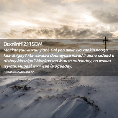 Picture 02 - Baxniintii 2:14 SOM - Markaasuu wuxuu yidhi, Bal yaa amiir iyo xaakin - Bible Verse Picture