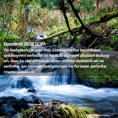 Picture 02 - Baxniintii 28:28 SOM - Oo laabgashiga waa inay siddooyinkiisa ku xidhaan - Bible Verse Picture