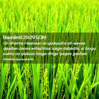 Picture 02 - Baxniintii 29:29 SOM - Oo dharka Haaruun oo quduuska ah waxaa qaadan - Bible Verse Picture