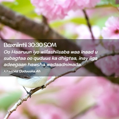 Picture 02 - Baxniintii 30:30 SOM - Oo Haaruun iyo wiilashiisaba waa inaad u subagtaa - Bible Verse Picture