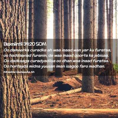 Picture 02 - Baxniintii 34:20 SOM - Oo dameerka curadka ah waa inaad wan yar ku - Bible Verse Picture