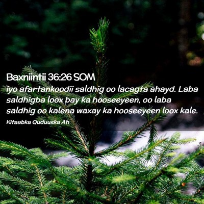 Picture 02 - Baxniintii 36:26 SOM - iyo afartankoodii saldhig oo lacagta ahayd. Laba - Bible Verse Picture