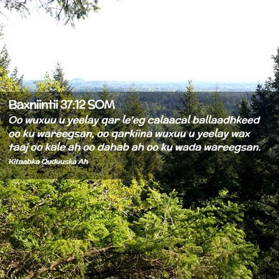 Picture 02 - Baxniintii 37:12 SOM - Oo wuxuu u yeelay qar le'eg calaacal ballaadhkeed - Bible Verse Picture