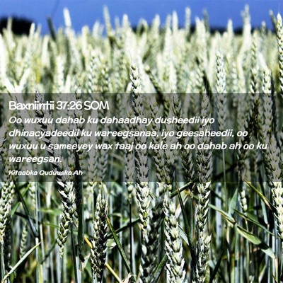 Picture 02 - Baxniintii 37:26 SOM - Oo wuxuu dahab ku dahaadhay dusheedii iyo - Bible Verse Picture
