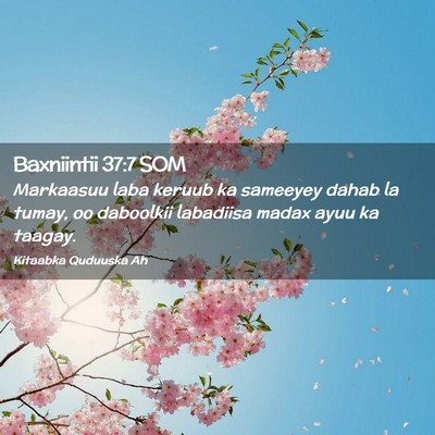 Picture 02 - Baxniintii 37:7 SOM - Markaasuu laba keruub ka sameeyey dahab la tumay, - Bible Verse Picture