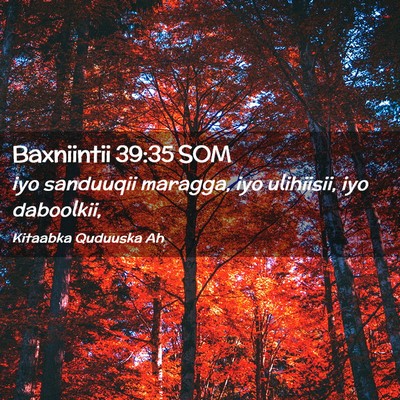 Picture 02 - Baxniintii 39:35 SOM - iyo sanduuqii maragga, iyo ulihiisii, iyo - Bible Verse Picture