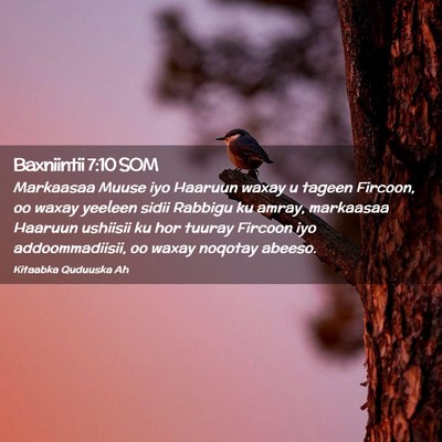 Picture 02 - Baxniintii 7:10 SOM - Markaasaa Muuse iyo Haaruun waxay u tageen - Bible Verse Picture