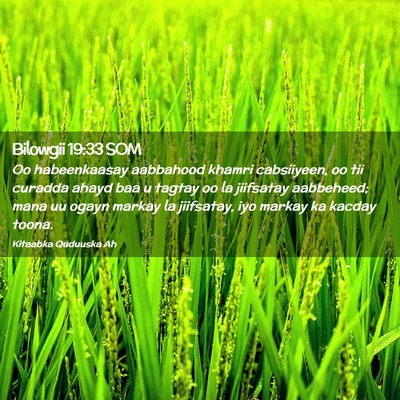 Picture 02 - Bilowgii 19:33 SOM - Oo habeenkaasay aabbahood khamri cabsiiyeen, oo - Bible Verse Picture