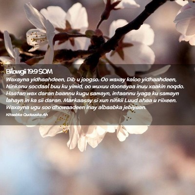 Picture 02 - Bilowgii 19:9 SOM - Waxayna yidhaahdeen, Dib u joogso. Oo waxay kaloo - Bible Verse Picture