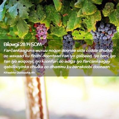 Picture 02 - Bilowgii 28:14 SOM - Farcankaaguna wuxuu noqon doonaa sida ciidda - Bible Verse Picture