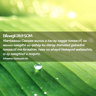 Picture 02 - Bilowgii 28:9 SOM - Markaasuu Ceesaw wuxuu u kacay xagga Ismaaciil, - Bible Verse Picture