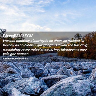 Picture 02 - Bilowgii 31:37 SOM - Waxaad baadhay alaabtayda oo dhan, ee maxaad ka - Bible Verse Picture